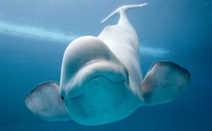 Shedd Aquarium Package