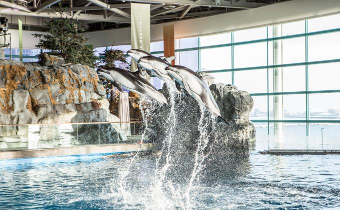 Top Categories Shedd Aquarium is home to Pacific White-Sided dolphins. Take a degree tour of an underwater reef community. The 90,gallon Caribbean Reef exhibit, at the hub of Shedd's original galleries, is a great place to start your visit.