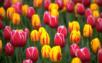 Amsterdam Tulip days