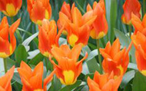 Opening of De Keukenhof