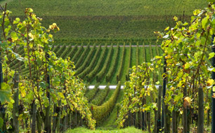 A Splendid Wine Experience