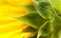 Sentosa Flowers – Joy of Spring