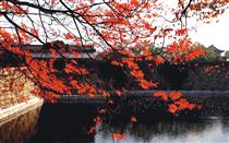 maple tree viewing