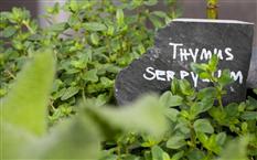 swissotel berlin herbs