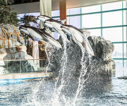 shedd aquarium package swissôtel chicago