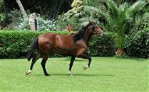 peru horse at Swissotel Lima